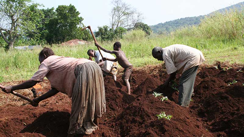 Family planting sweet potatoes, Hoima District, Uganda